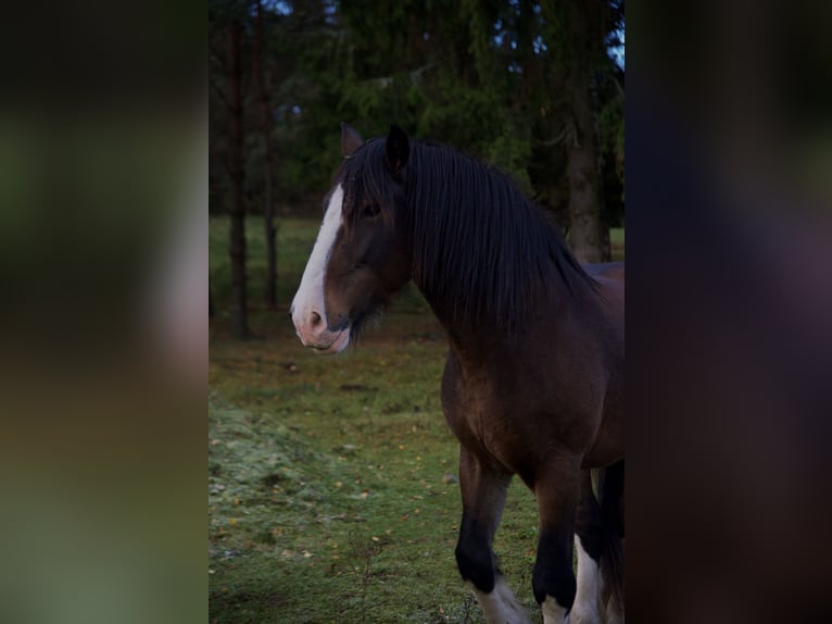 Cheval de trait Croisé Hongre 8 Ans 173 cm Bai cerise in Vilnius