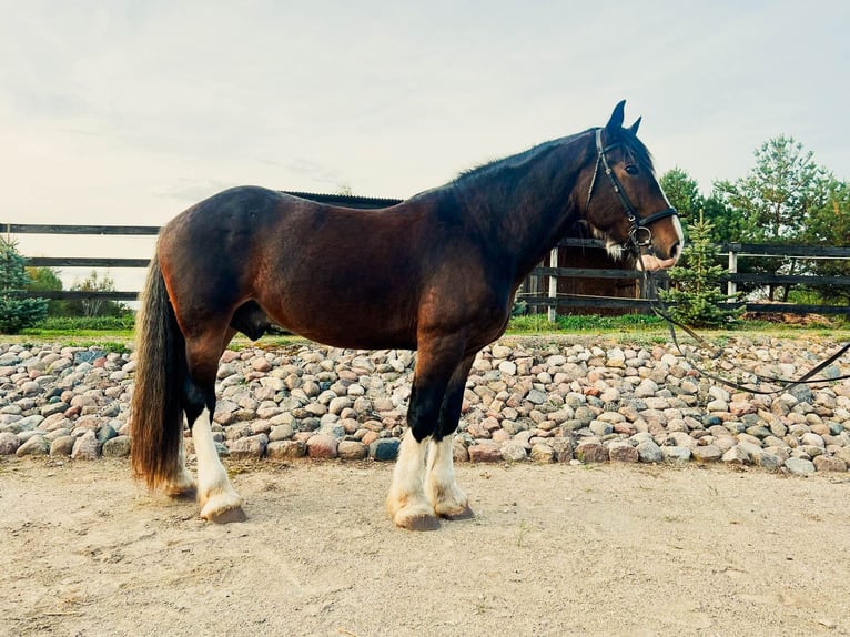 Cheval de trait Croisé Hongre 8 Ans 173 cm Bai cerise in Vilnius