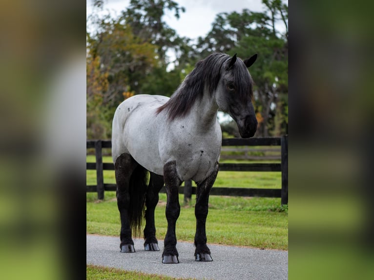 Cheval de trait Croisé Hongre 8 Ans 173 cm Rouan Bleu in Ocala