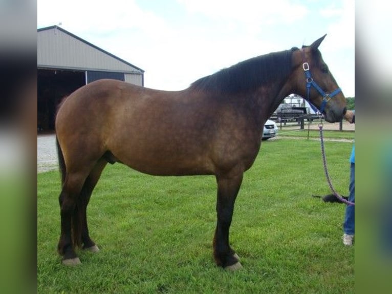 Cheval de trait Hongre 8 Ans 175 cm Bai cerise in LEXINGTON, KY