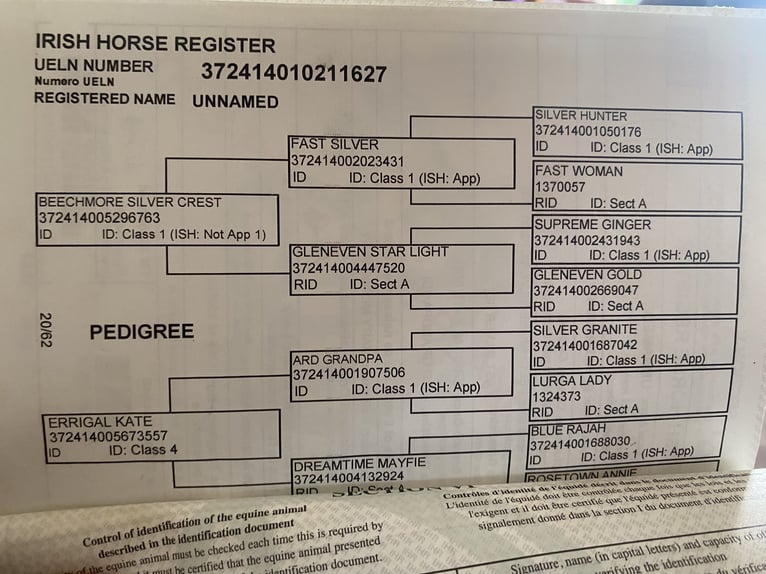 Cheval de trait Hongre 8 Ans 177 cm Gris in Sligo
