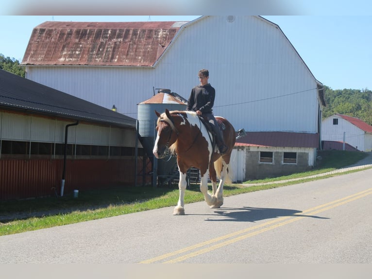 Cheval de trait Croisé Hongre 8 Ans 180 cm Pinto in Millersburg