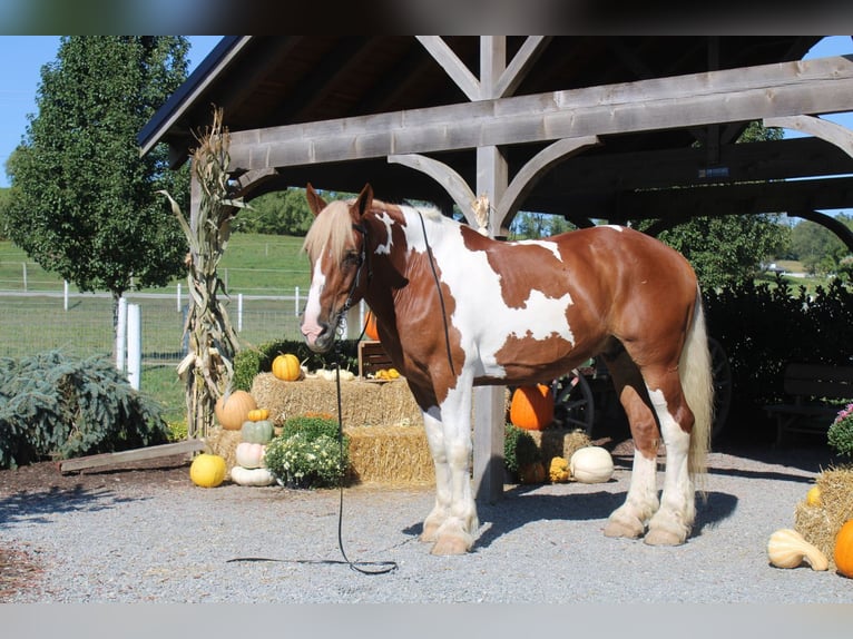 Cheval de trait Croisé Hongre 8 Ans 180 cm Pinto in Millersburg