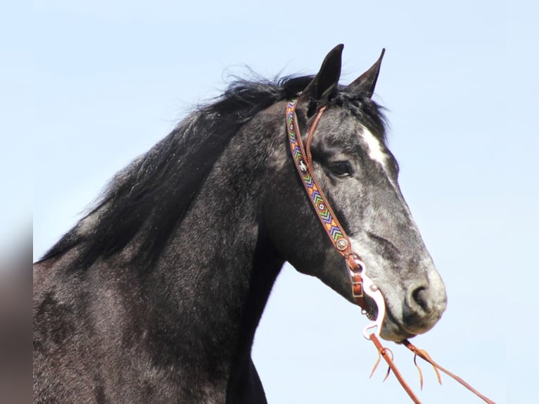 Cheval de trait Hongre 8 Ans Gris in Mount vernon Ky