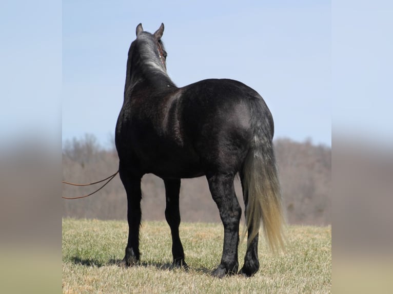 Cheval de trait Hongre 8 Ans Gris in Mount vernon Ky