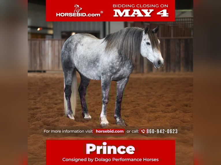 Cheval de trait Croisé Hongre 8 Ans Gris in Ripley