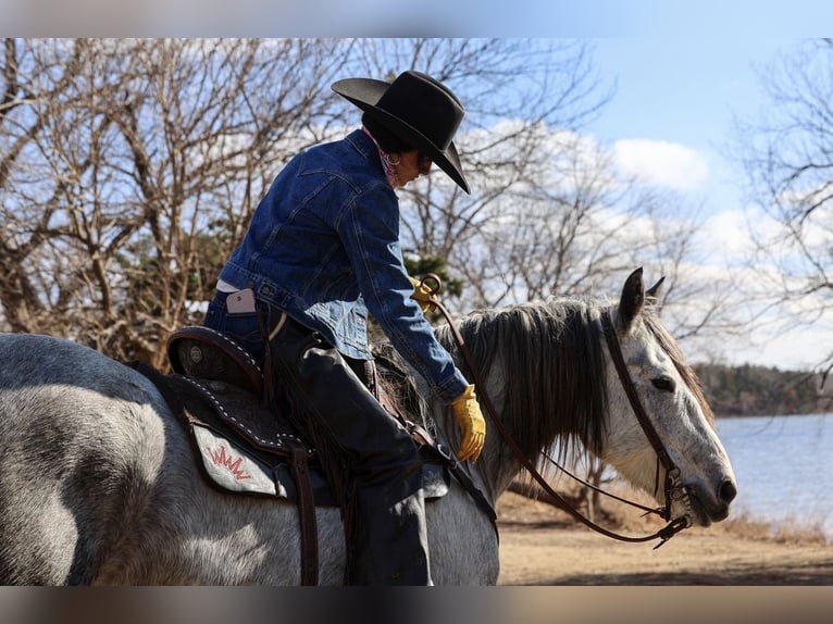 Cheval de trait Croisé Hongre 8 Ans Gris in Ripley