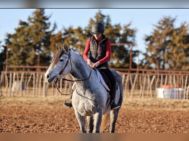 Cheval de trait Croisé Hongre 8 Ans Gris in Ripley
