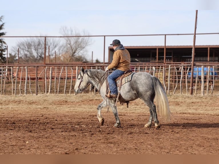 Cheval de trait Croisé Hongre 8 Ans Gris in Ripley