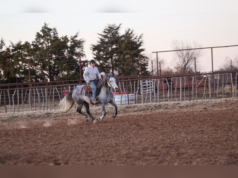 Cheval de trait Croisé Hongre 8 Ans Gris in Ripley