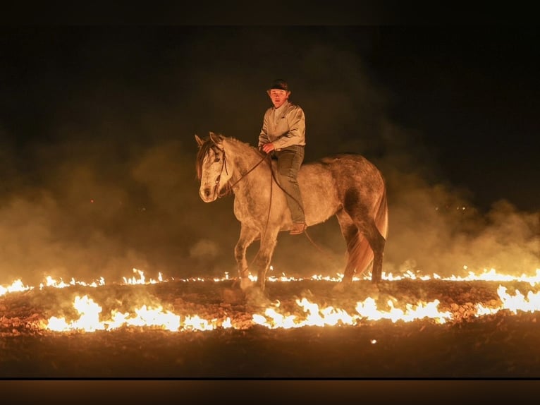 Cheval de trait Croisé Hongre 8 Ans Gris in Ripley