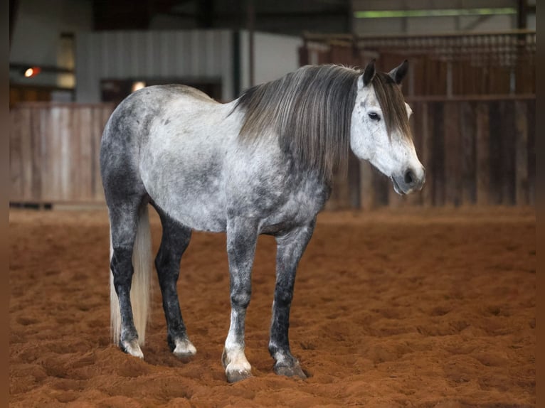 Cheval de trait Croisé Hongre 8 Ans Gris in Ripley