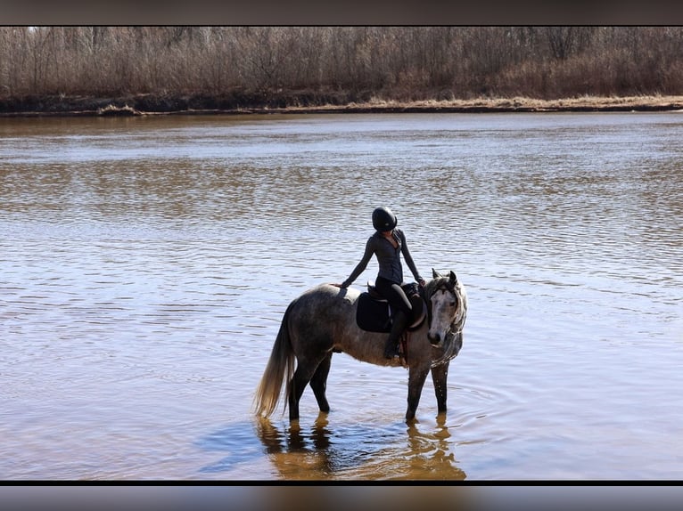 Cheval de trait Croisé Hongre 8 Ans Gris in Ripley