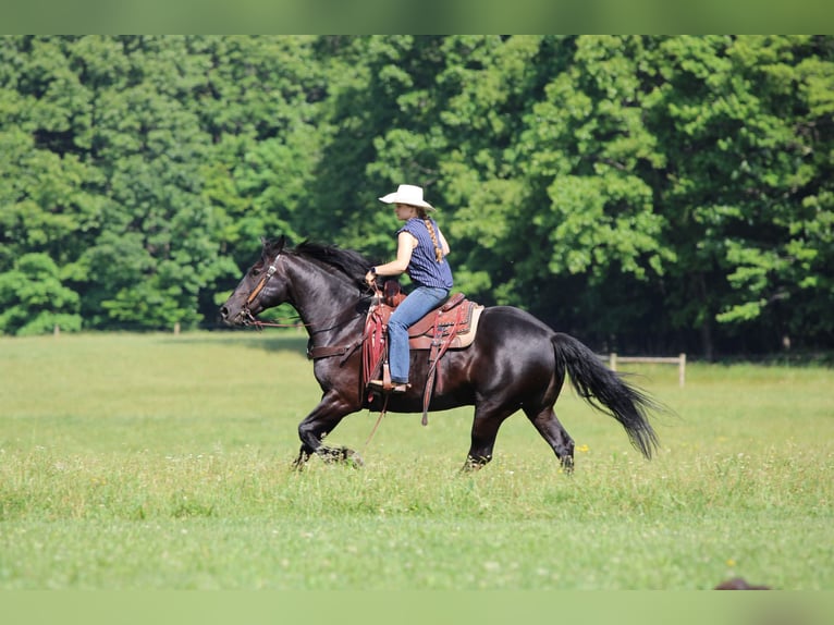Cheval de trait Croisé Hongre 8 Ans Noir in Clarion