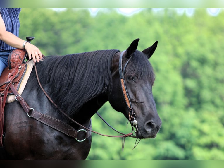 Cheval de trait Croisé Hongre 8 Ans Noir in Clarion