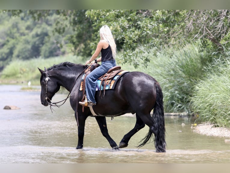 Cheval de trait Croisé Hongre 8 Ans Noir in Weatherford