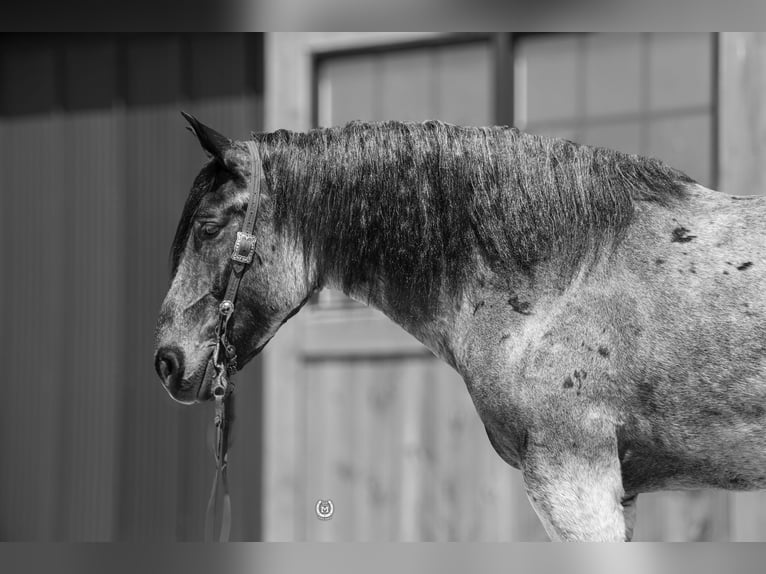 Cheval de trait Croisé Hongre 8 Ans Rouan Bleu in Windom