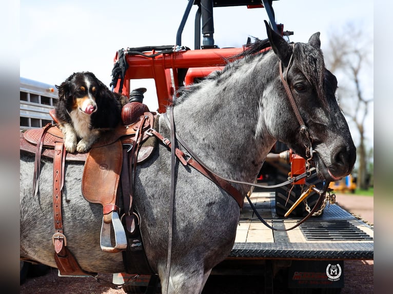 Cheval de trait Croisé Hongre 8 Ans Rouan Bleu in Windom