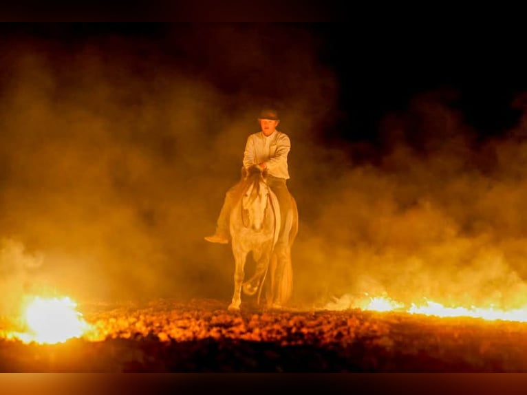 Cheval de trait Hongre 9 Ans 150 cm Gris in Ripley