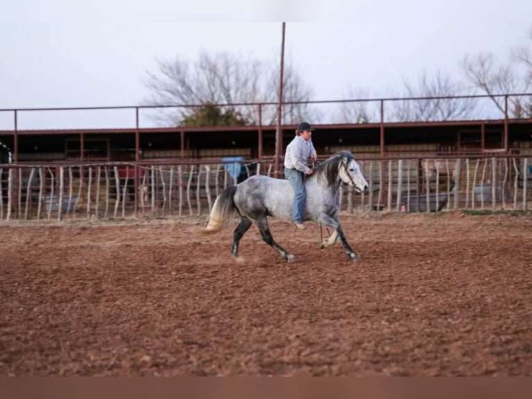 Cheval de trait Hongre 9 Ans 150 cm Gris in Ripley