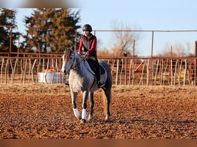 Cheval de trait Hongre 9 Ans 150 cm Gris in Ripley