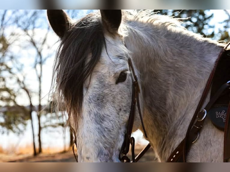 Cheval de trait Hongre 9 Ans 150 cm Gris in Ripley