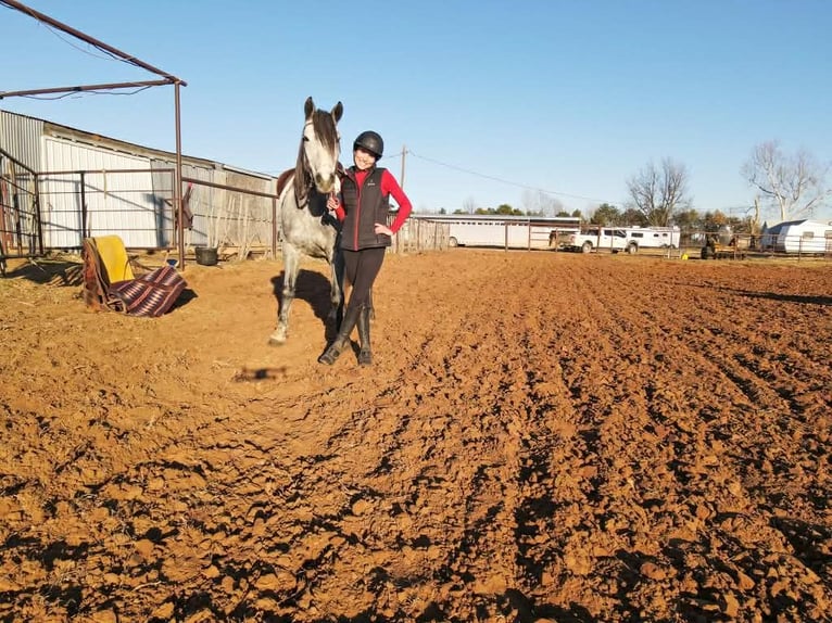 Cheval de trait Hongre 9 Ans 150 cm Gris in Ripley