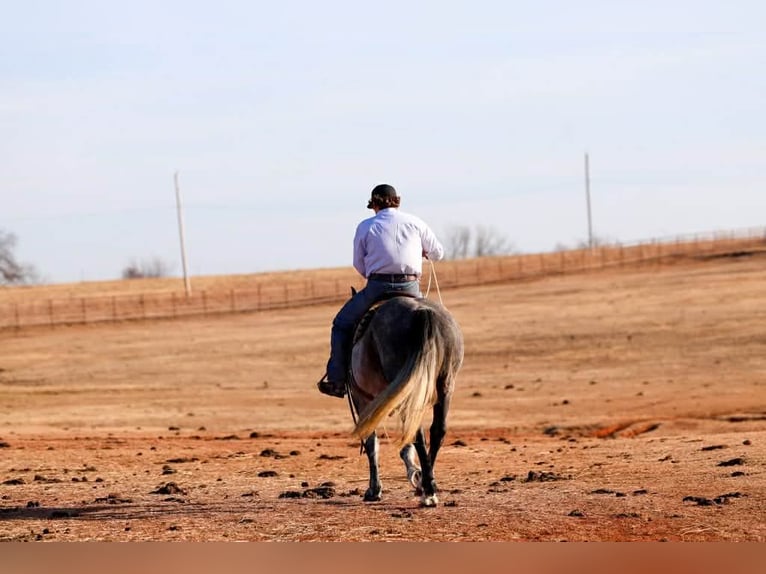 Cheval de trait Hongre 9 Ans 150 cm Gris in Ripley