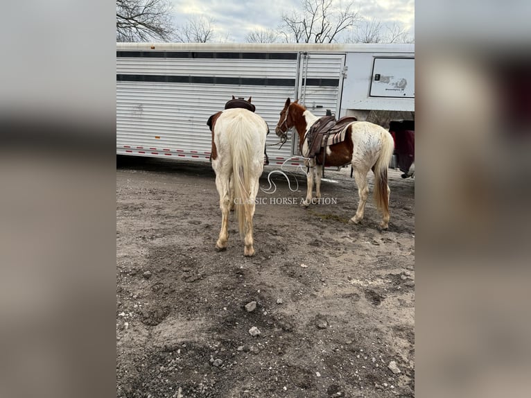 Cheval de trait Hongre 9 Ans 152 cm Alezan cuivré in Sheldon, MO