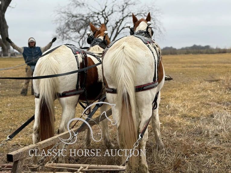 Cheval de trait Hongre 9 Ans 152 cm Alezan cuivré in Sheldon, MO