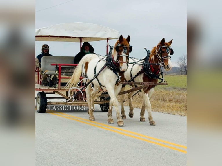 Cheval de trait Hongre 9 Ans 152 cm Alezan cuivré in Sheldon, MO