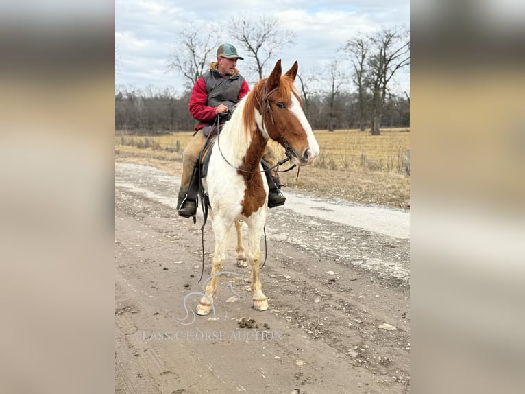 Cheval de trait Hongre 9 Ans 152 cm Alezan cuivré in Sheldon, MO