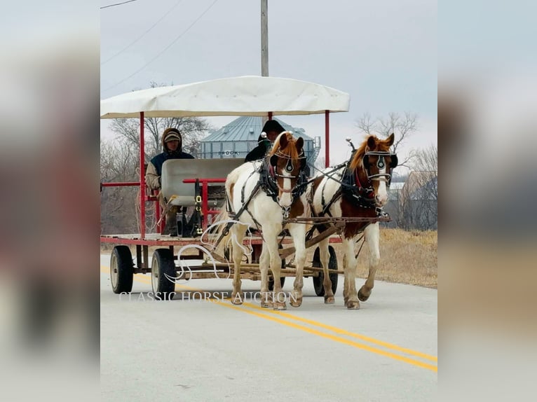 Cheval de trait Hongre 9 Ans 152 cm Alezan cuivré in Sheldon, MO