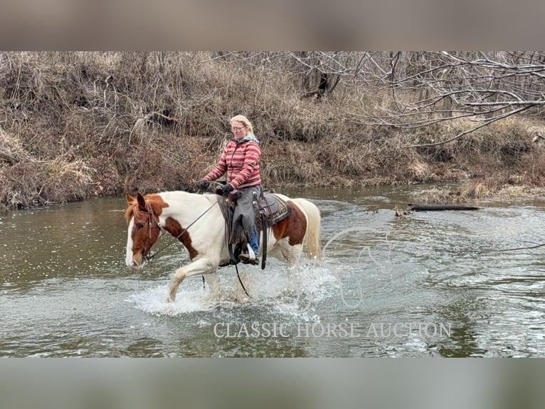 Cheval de trait Hongre 9 Ans 152 cm Alezan cuivré in Sheldon, MO