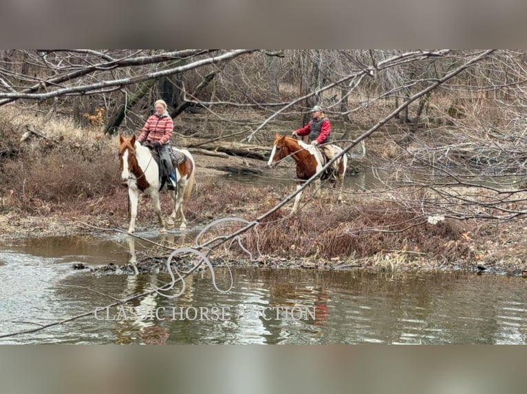 Cheval de trait Hongre 9 Ans 152 cm Alezan cuivré in Sheldon, MO