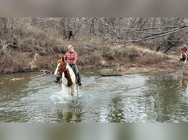 Cheval de trait Hongre 9 Ans 152 cm Alezan cuivré in Sheldon, MO