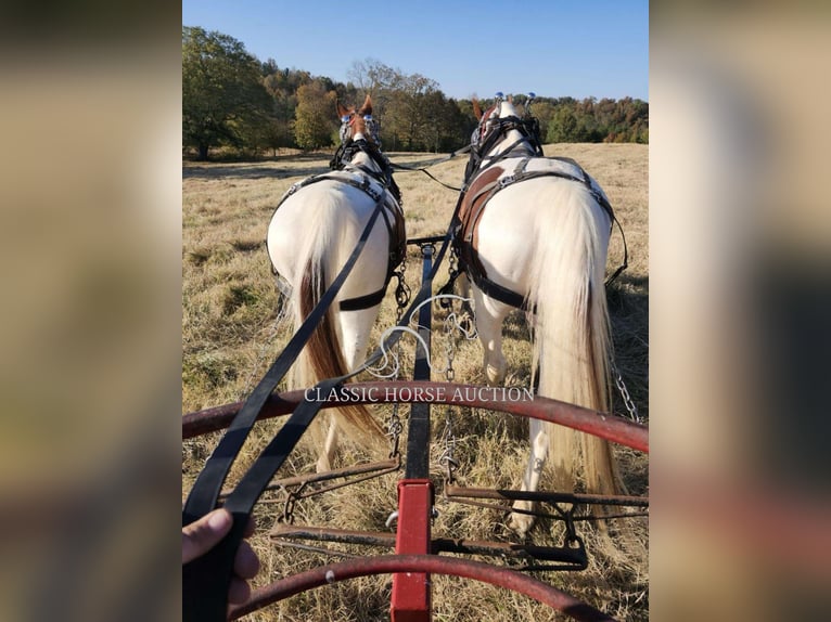 Cheval de trait Hongre 9 Ans 152 cm Alezan cuivré in Sheldon, MO