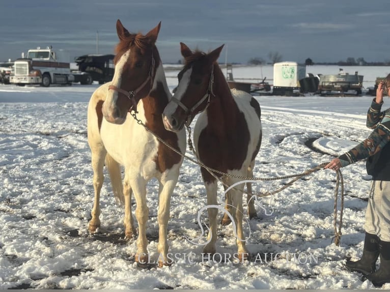 Cheval de trait Hongre 9 Ans 152 cm Alezan cuivré in Sheldon, MO