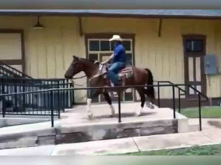 Cheval de trait Croisé Hongre 9 Ans 152 cm Pinto in Marana