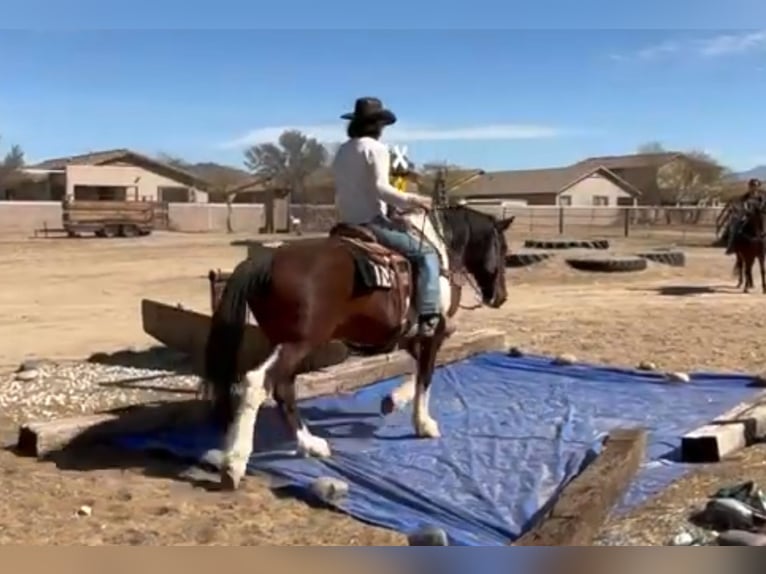Cheval de trait Croisé Hongre 9 Ans 152 cm Pinto in Marana