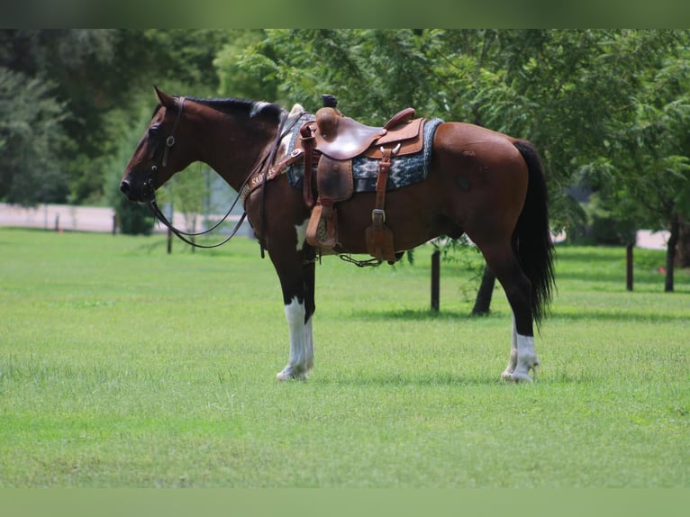Cheval de trait Croisé Hongre 9 Ans 152 cm Pinto in Marana