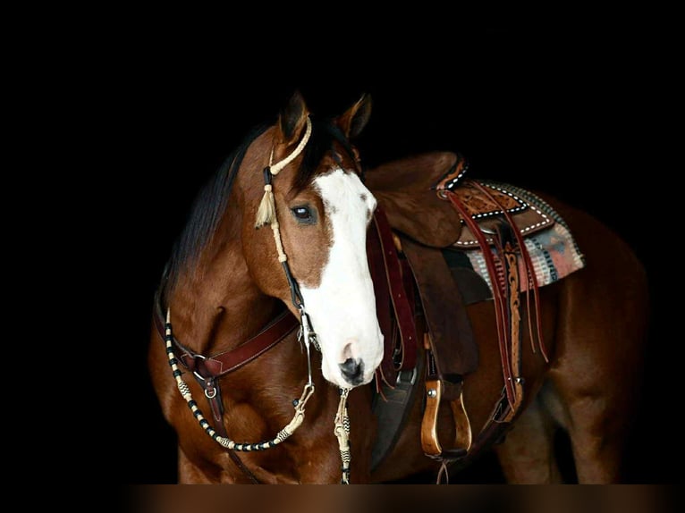 Cheval de trait Croisé Hongre 9 Ans 155 cm Bai cerise in Rebersburg