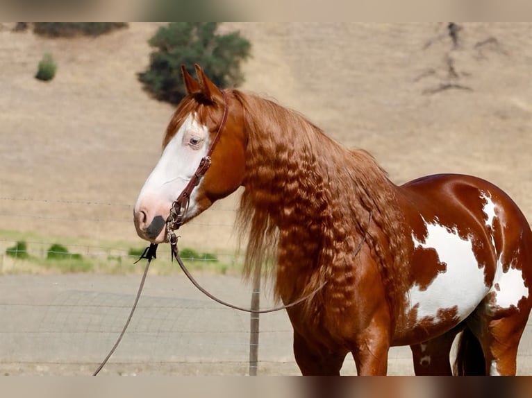 Cheval de trait Hongre 9 Ans 155 cm Overo-toutes couleurs in Paicines CA