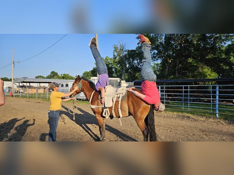 Cheval de trait Croisé Hongre 9 Ans 157 cm Bai cerise in Madill, OK