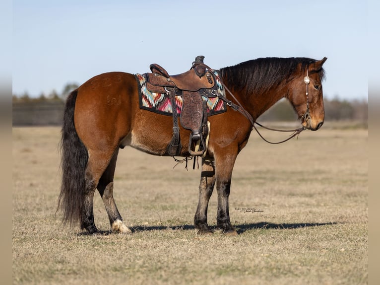 Cheval de trait Croisé Hongre 9 Ans 157 cm Bai cerise in Madill, OK