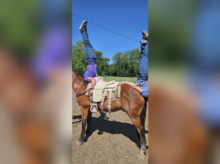 Cheval de trait Croisé Hongre 9 Ans 157 cm Bai cerise in Madill, OK