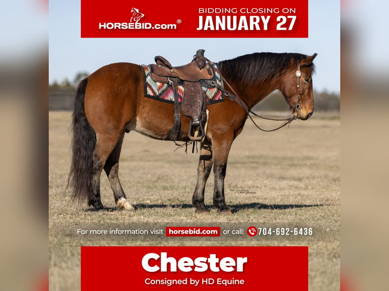 Cheval de trait Croisé Hongre 9 Ans 157 cm Bai cerise in Madill, OK