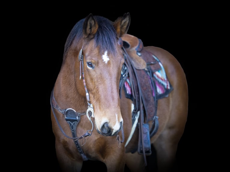 Cheval de trait Croisé Hongre 9 Ans 157 cm Bai cerise in Madill, OK