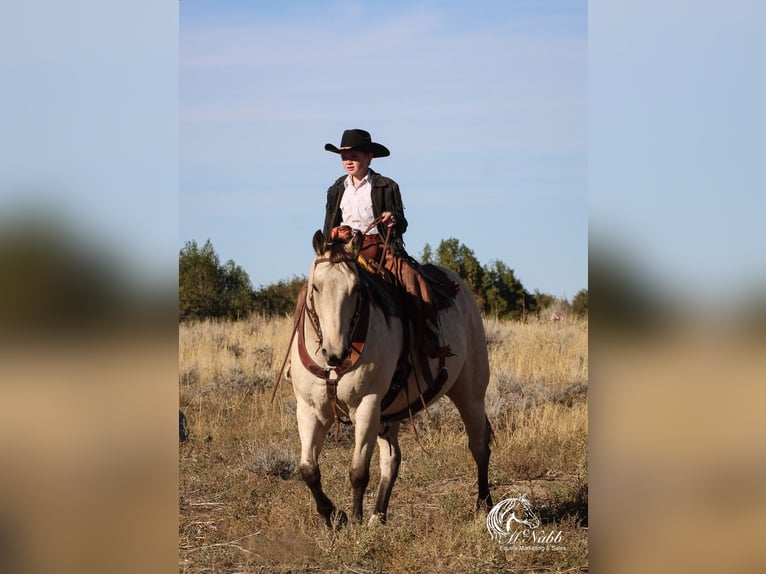 Cheval de trait Croisé Hongre 9 Ans 157 cm Buckskin in Cody