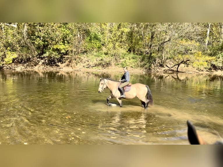 Cheval de trait Hongre 9 Ans 157 cm Buckskin in Gap